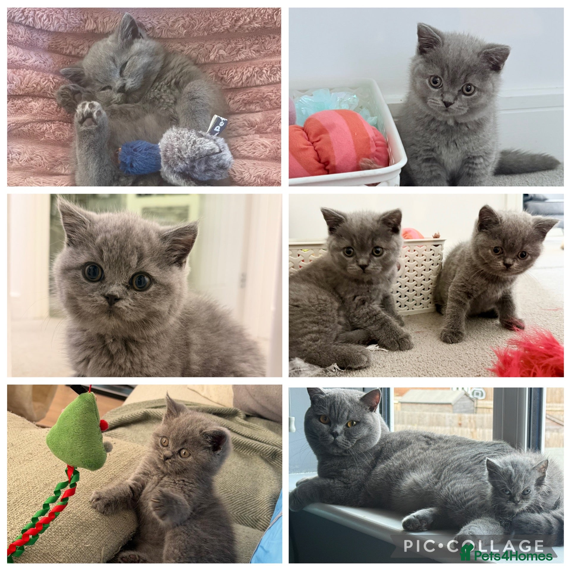 British Shorthair cats for sale: Expected British Shorthair Kittens - Advert 2