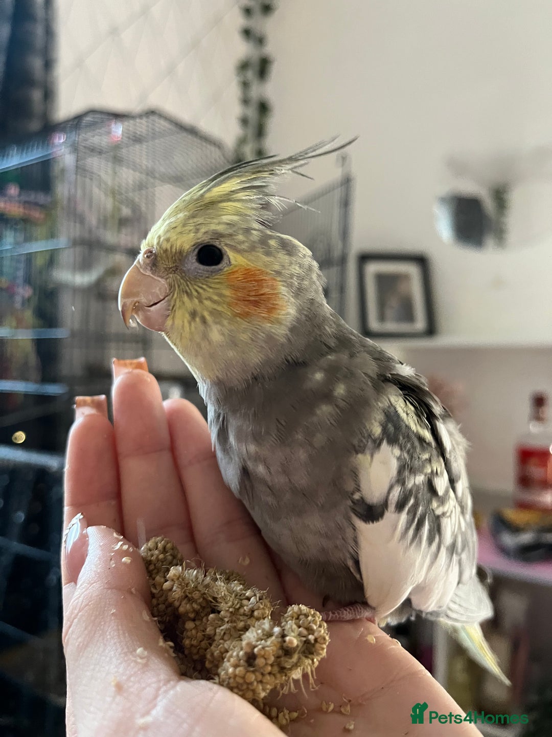 Cockatiels birds for sale: Beautiful Cockatiel for sale  - Advert 5