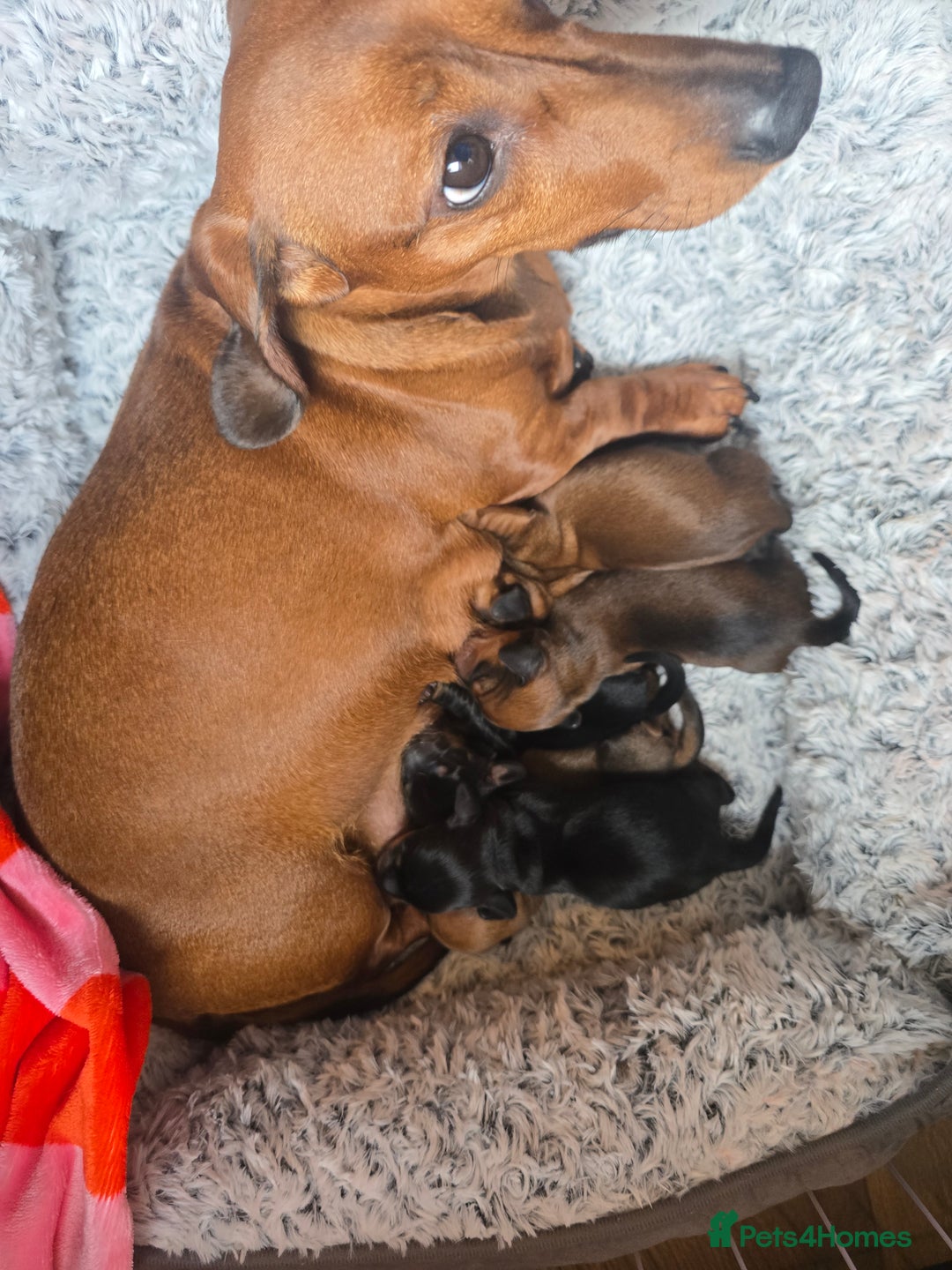 Miniature Dachshund dogs for sale: Miniature Dachshunds Seeking Forever Homes - Image 20