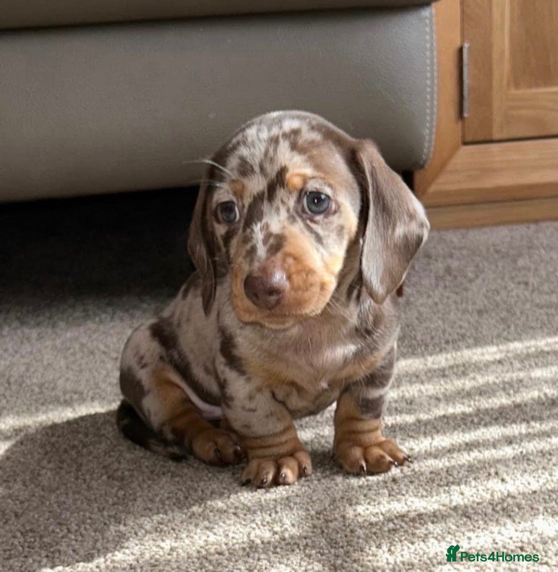 Miniature Dachshund dogs Quality miniature DACHSHUNDS - Advert 2