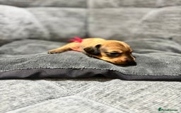 Miniature Dachshund dogs for sale: Beautiful Miniature Dachshund Puppies - Image 17