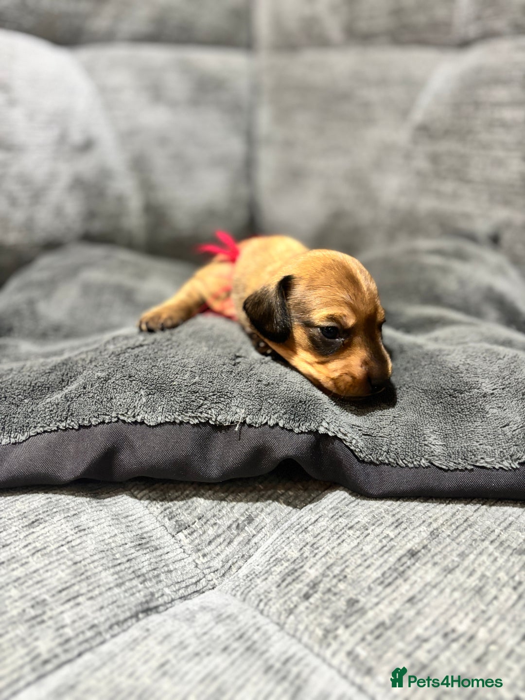 Miniature Dachshund dogs for sale: Beautiful Miniature Dachshund Puppies - Image 17