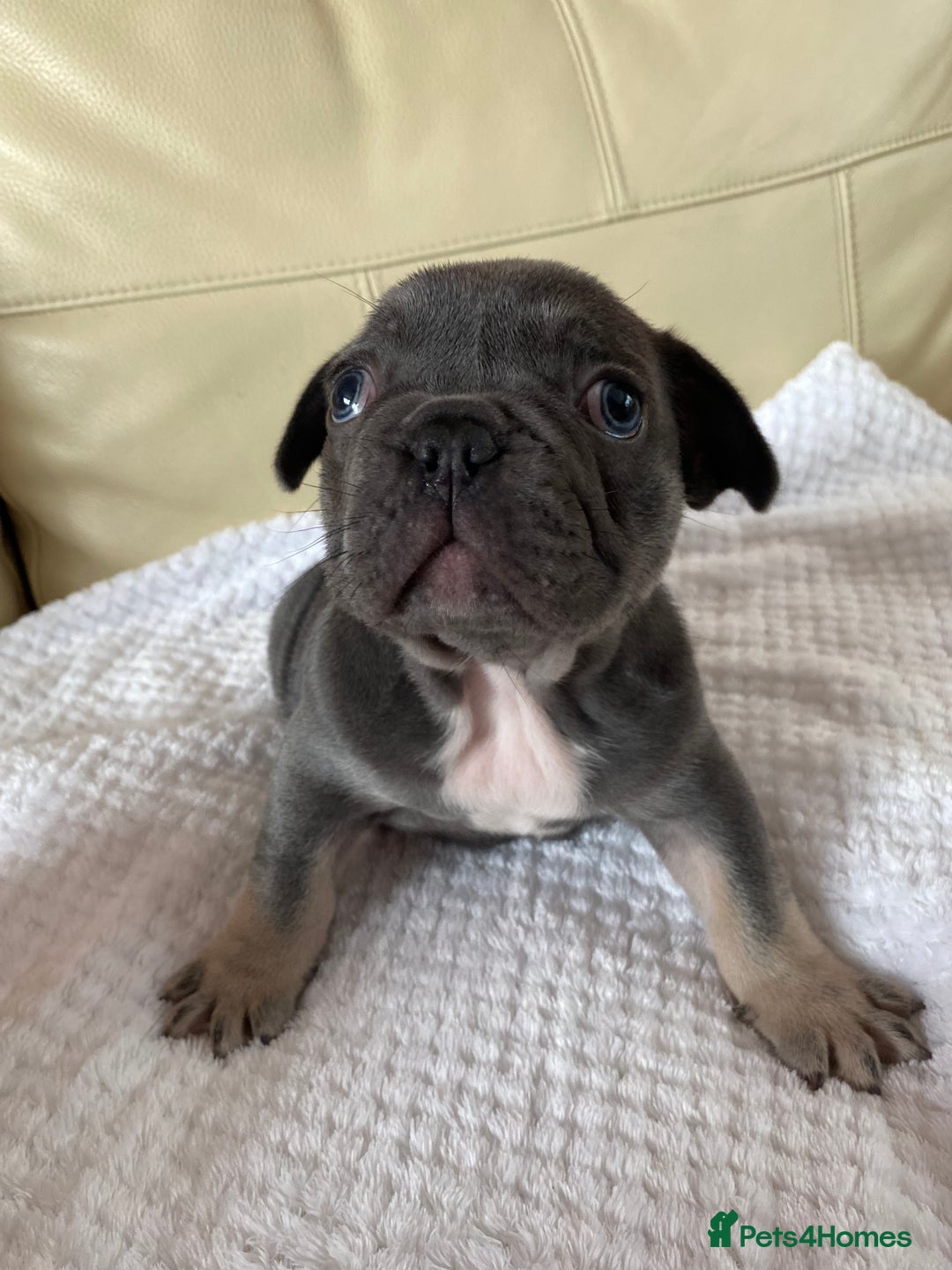 French Bulldog dogs for sale: Beautiful French Bulldogs Puppies for Sale  - Image 6