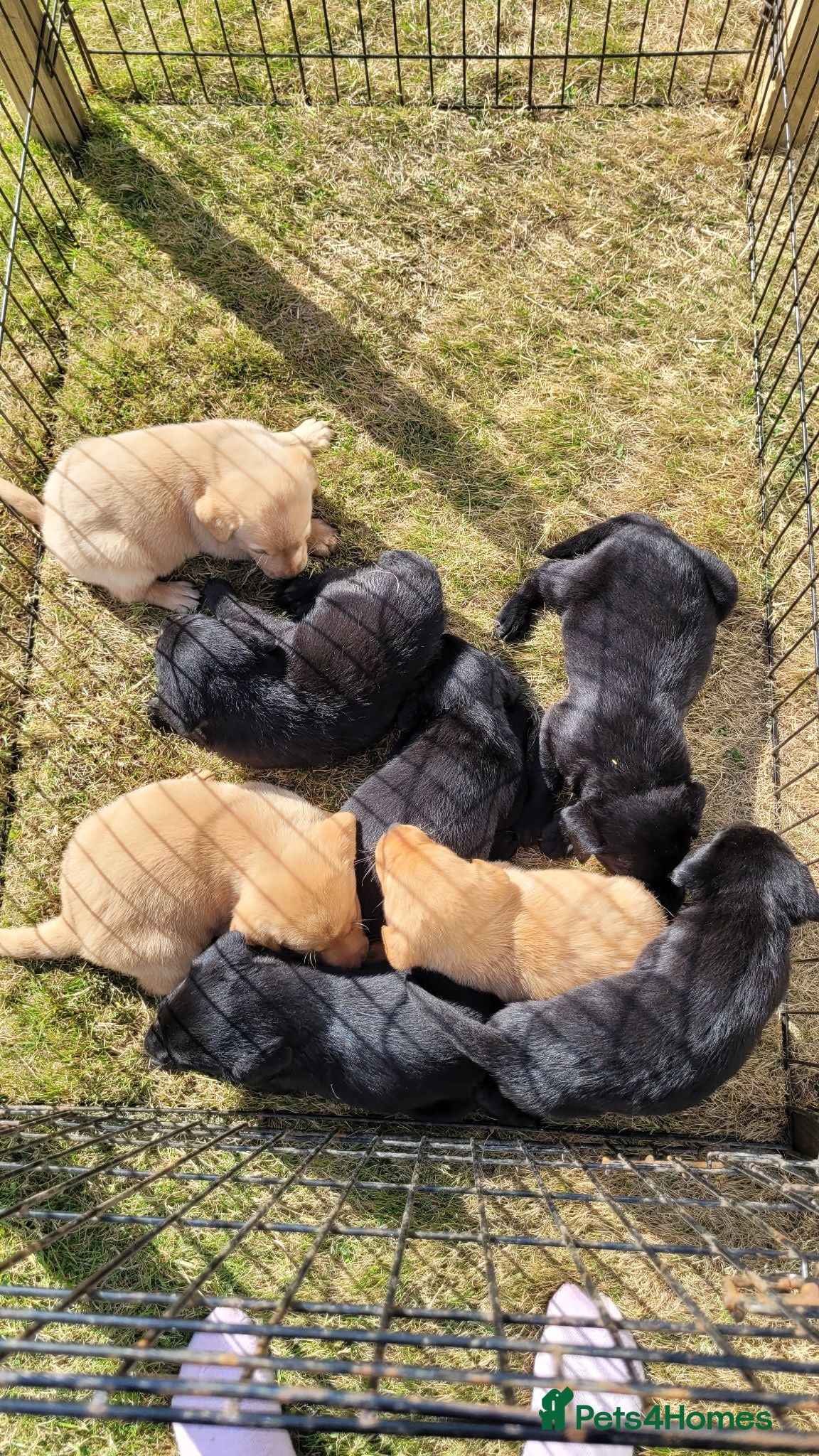 Labrador Retriever dogs Labrador puppies looking new homes 🐾 - Advert 1