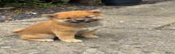 Japanese Shiba Inu dogs for sale: Mame Shiba , parents health tested champions  - Advert 12