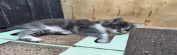 Mixed Breed cats for sale: Kitten for rehoming  in Mansfield - Advert 27