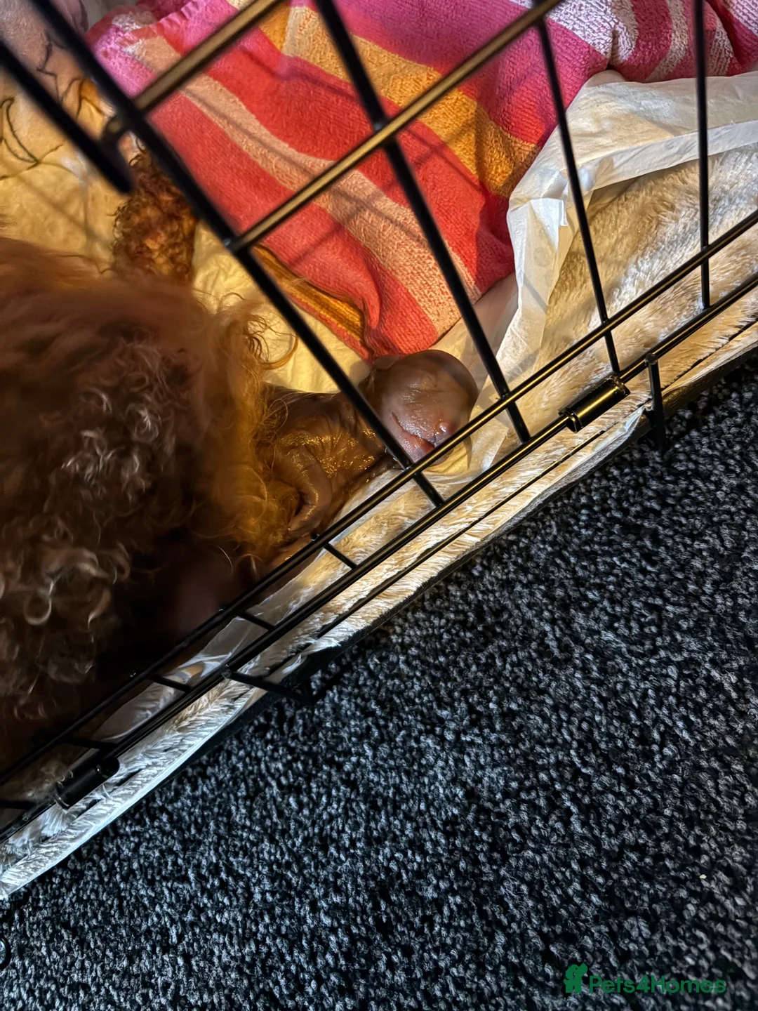 Cockapoo dogs for sale: Cockapoo - Advert 2