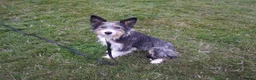 Mixed Breed dogs for sale: Fluff in Lancaster - Advert 3
