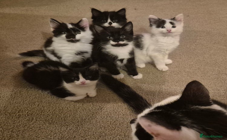 Mixed Breed cats - Advert 1