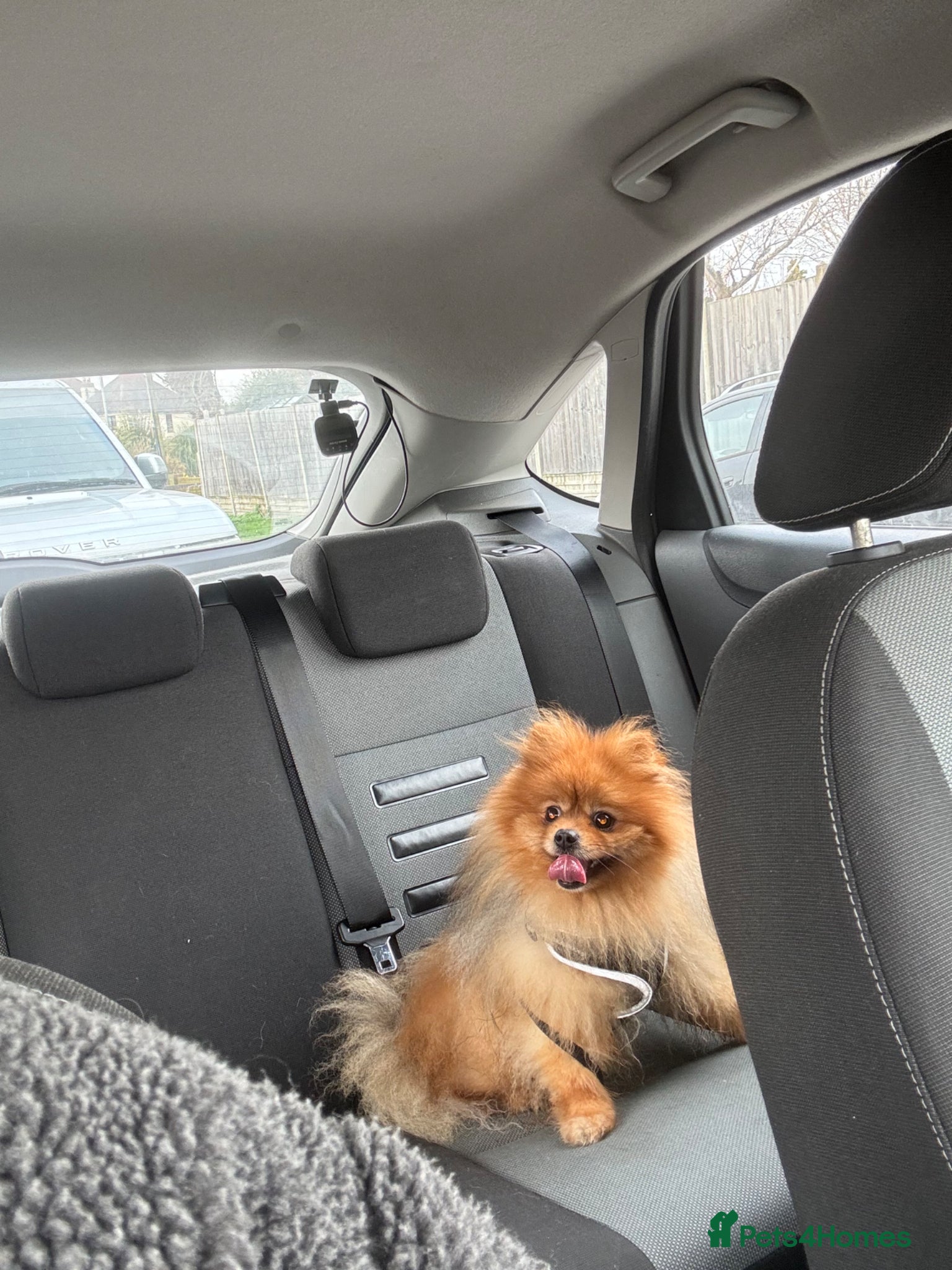 Pomeranian dogs Beautiful Pom George  - Advert 1