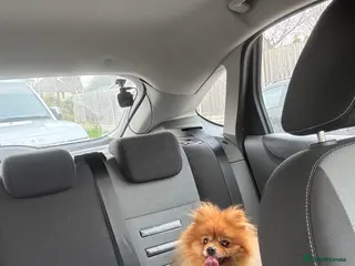 Pomeranian dogs Beautiful Pom George - Advert 4