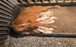 Cocker Spaniel dogs for sale: KC Registered Show Type Cocker Spaniels - Image 11
