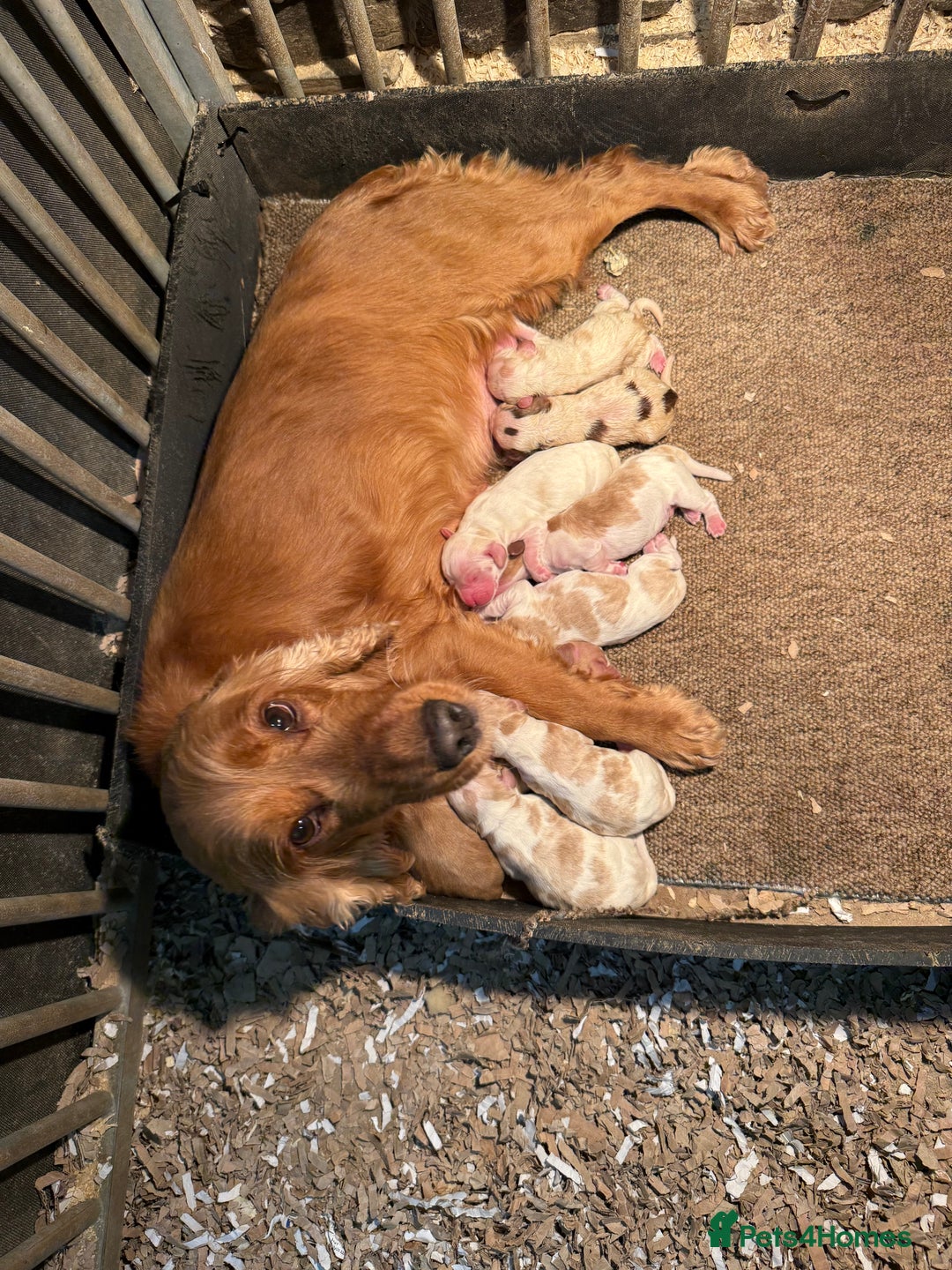 Cocker Spaniel dogs for sale: KC Registered Show Type Cocker Spaniels - Image 11