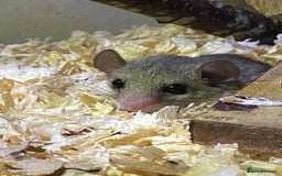 Mouse rodents for sale: 10 weeks old baby squirrels - Image 10