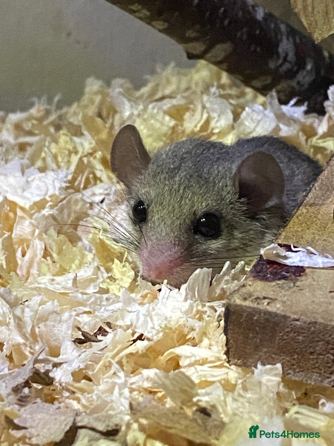 Mouse rodents for sale: 10 weeks old baby squirrels - Image 10