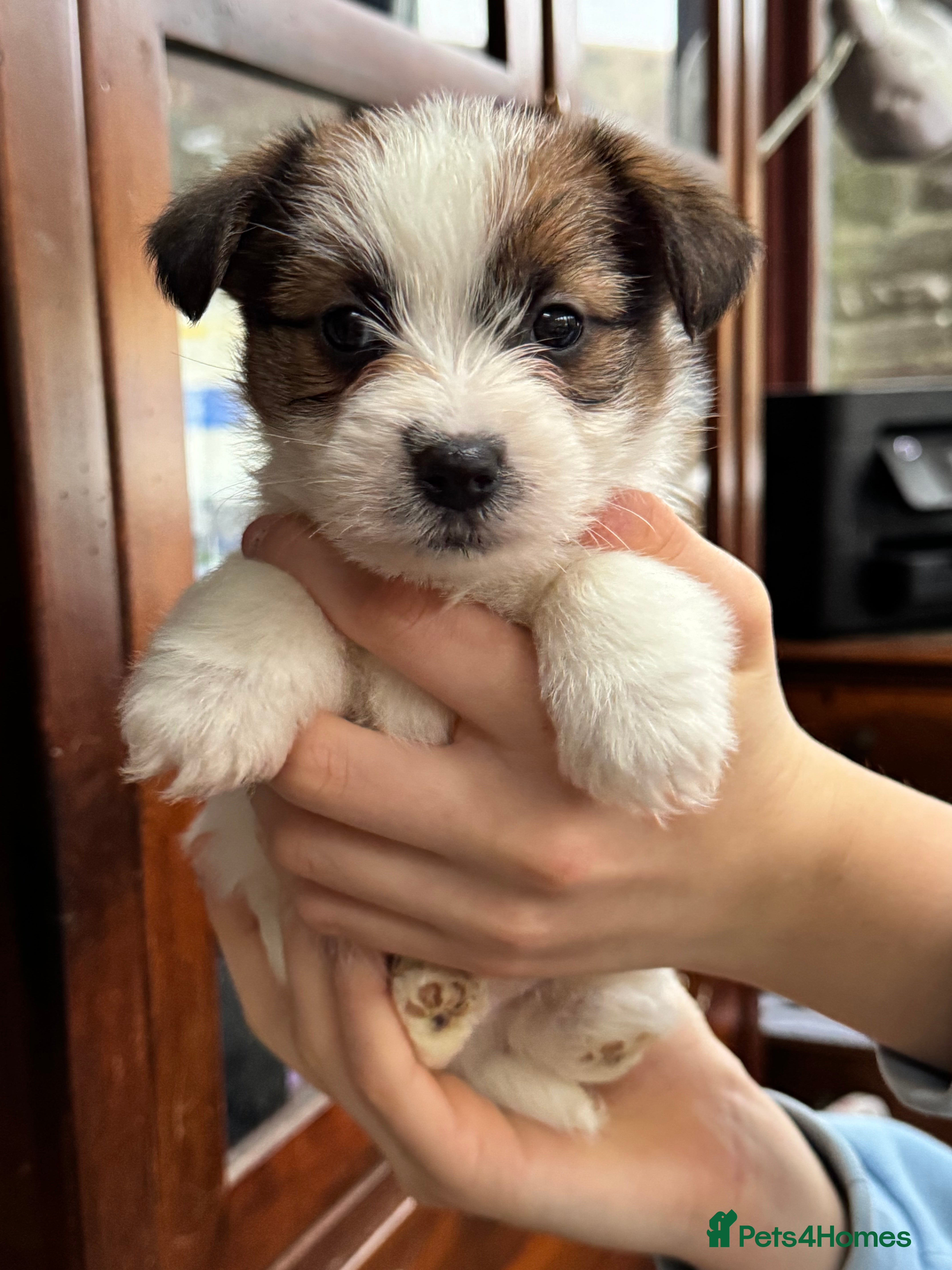 Jack Russell dogs KC registered  rough coated Jack Russell pups - Advert 6