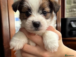 Jack Russell dogs KC registered rough coated Jack Russell pups - Advert 6