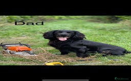 Cocker Spaniel dogs for sale: Cocker Spaniels For Sale - Image 15