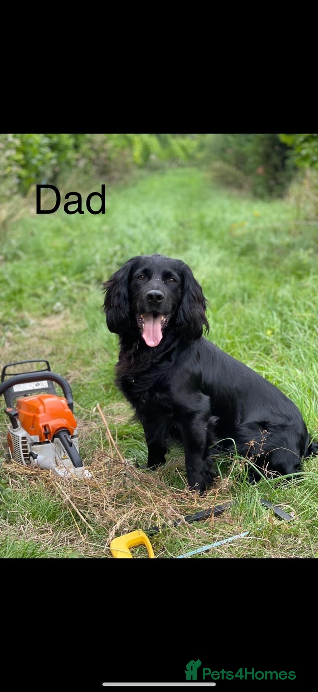 Cocker Spaniel dogs for sale: Cocker Spaniels For Sale - Image 15