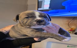 American Bully dogs for sale: Pocket Bully pups  - Image 3