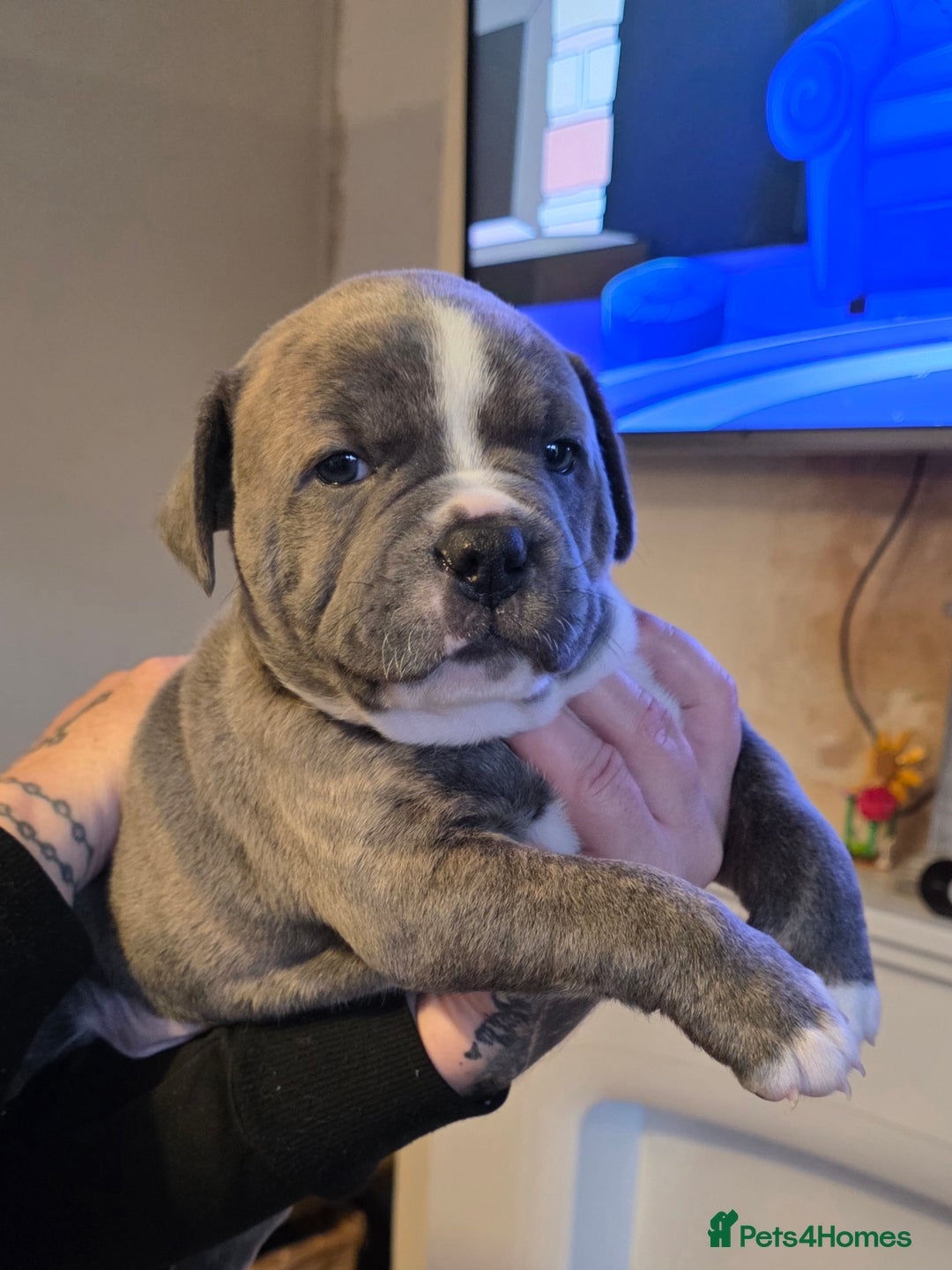 American Bully dogs for sale: Pocket Bully pups  - Image 3