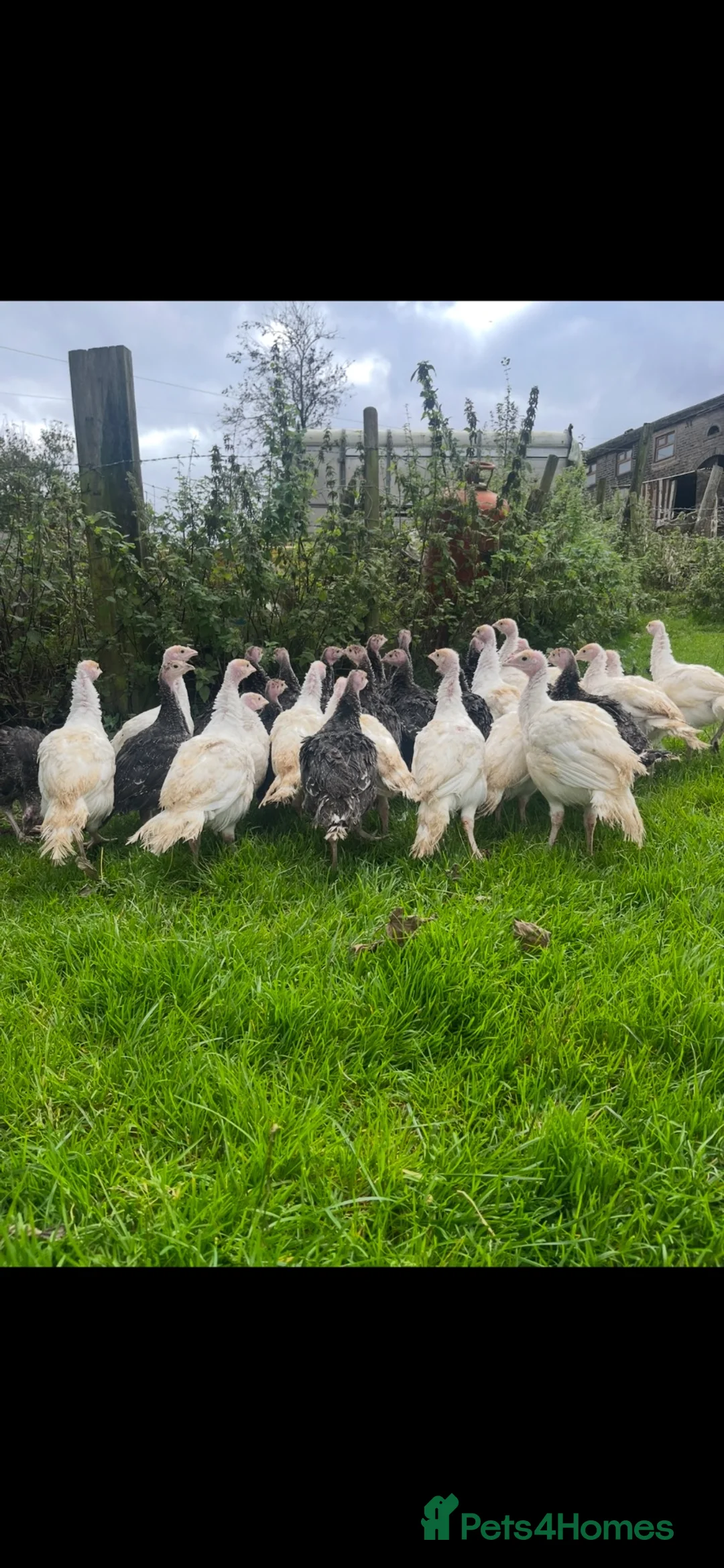 Turkeys poultry for sale: Turkey female this year hatched  - Advert 2