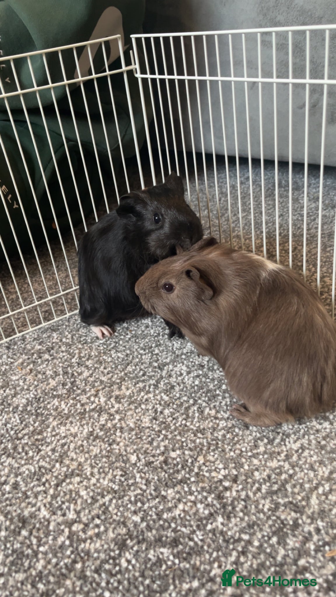 Guinea Pig rodents for sale: Male guinepigs  - Advert 1