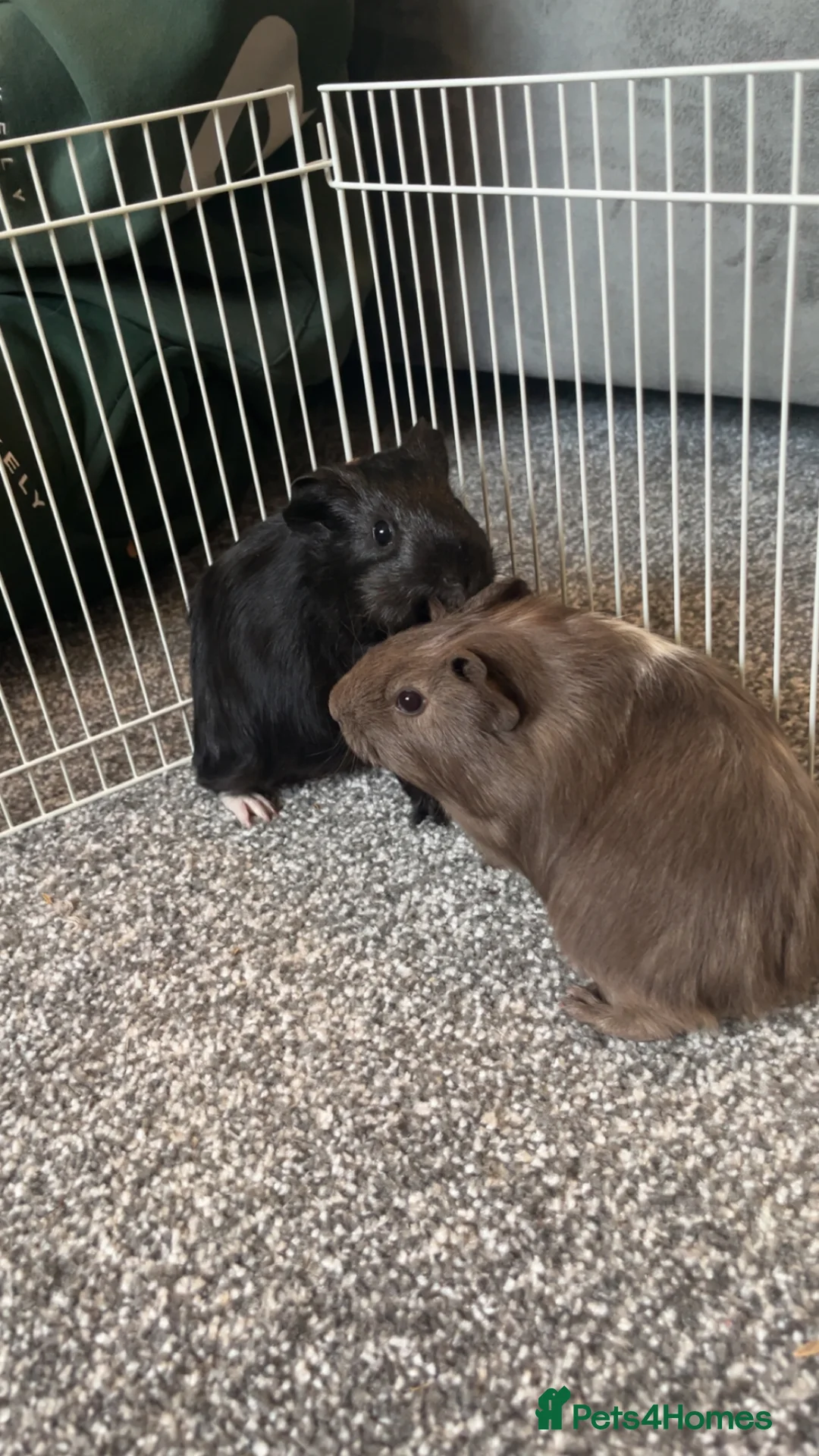 Guinea Pig rodents for sale: Male guinepigs  in Barnsley - Advert 1