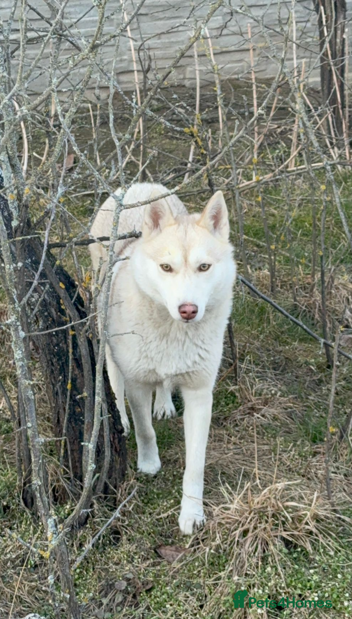 Siberian Husky dogs 🐾 LUNA – Female Husky 🐾 - Advert 1