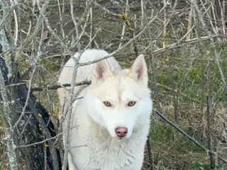 Siberian Husky dogs 🐾 LUNA – Female Husky 🐾 - Advert 1