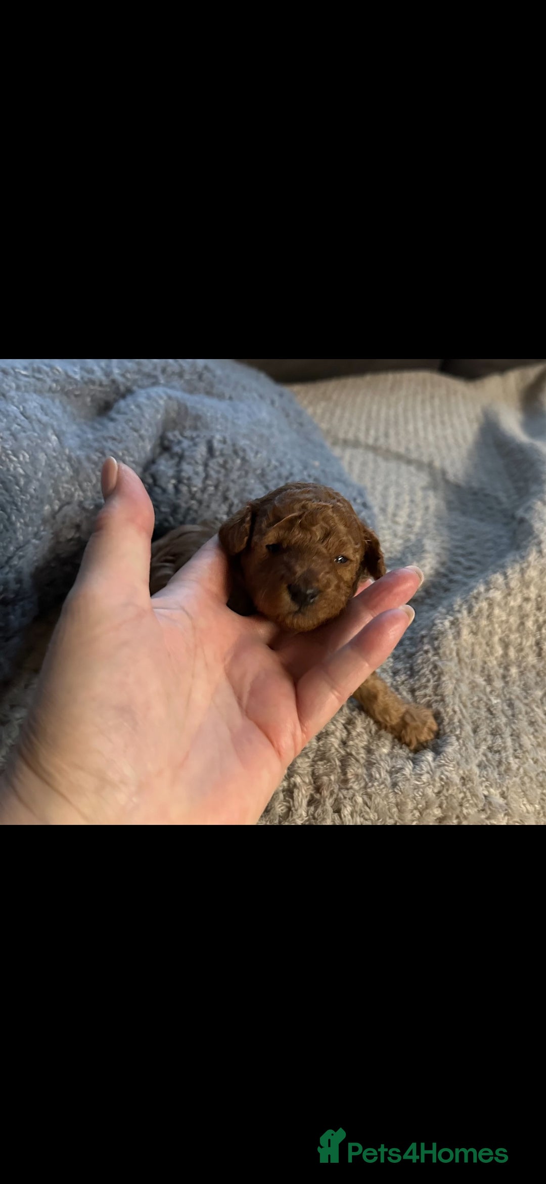 Toy Poodle dogs for sale: Red Toy poodle - Advert 5