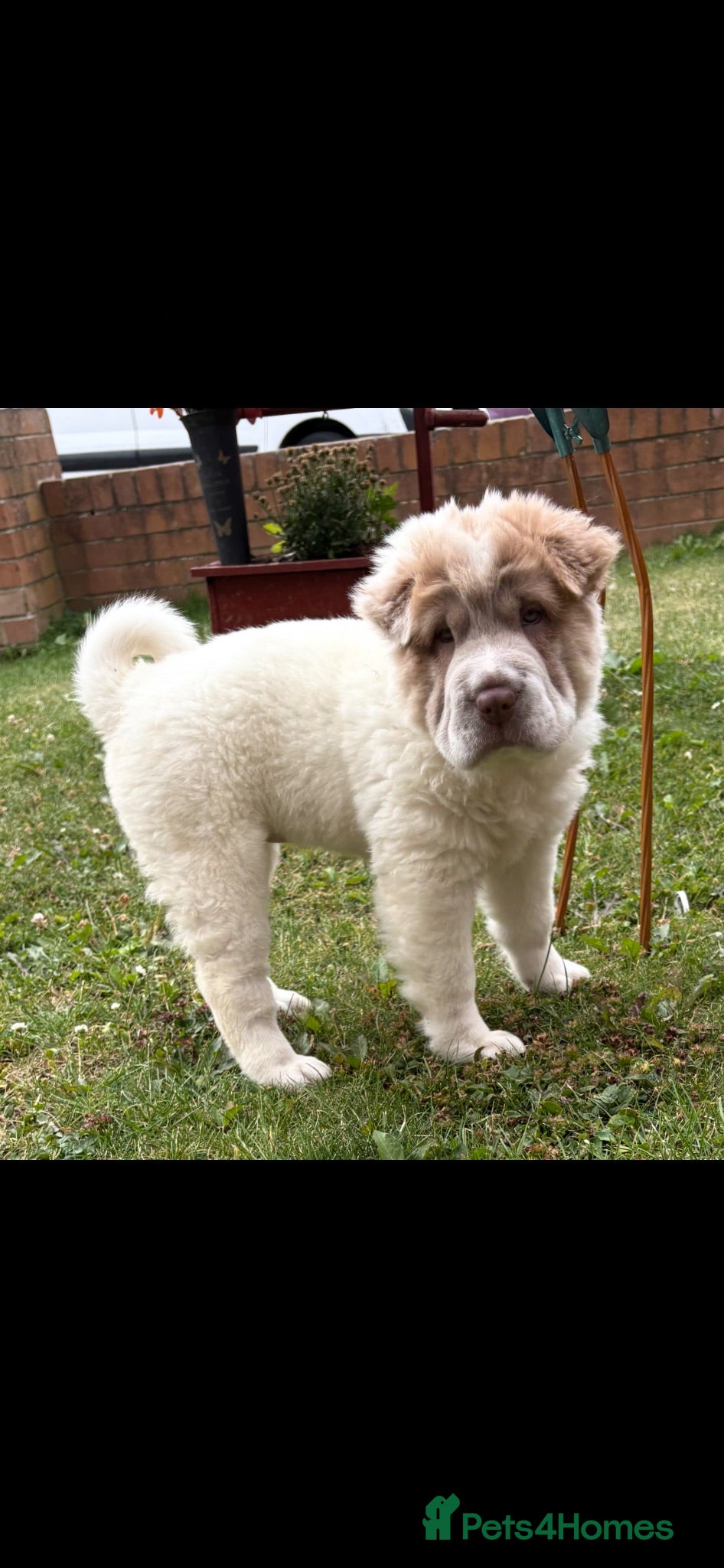Shar Pei dogs Bear coat shar pei ready ! Reduced! Fully vac - Advert 1
