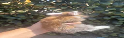 Mini Lop rabbits for sale: Mini Lop Bunnies for sale - Advert 6