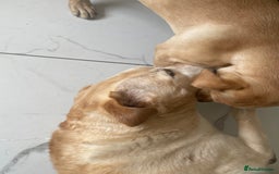 Labrador Retriever dogs for sale: Lab girl puppy  - Image 6