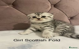 Scottish Fold cats for sale: Selling Adorable Scottish Fold & Straight Kittens - Image 1