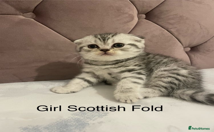 Scottish Fold cats - Advert 1