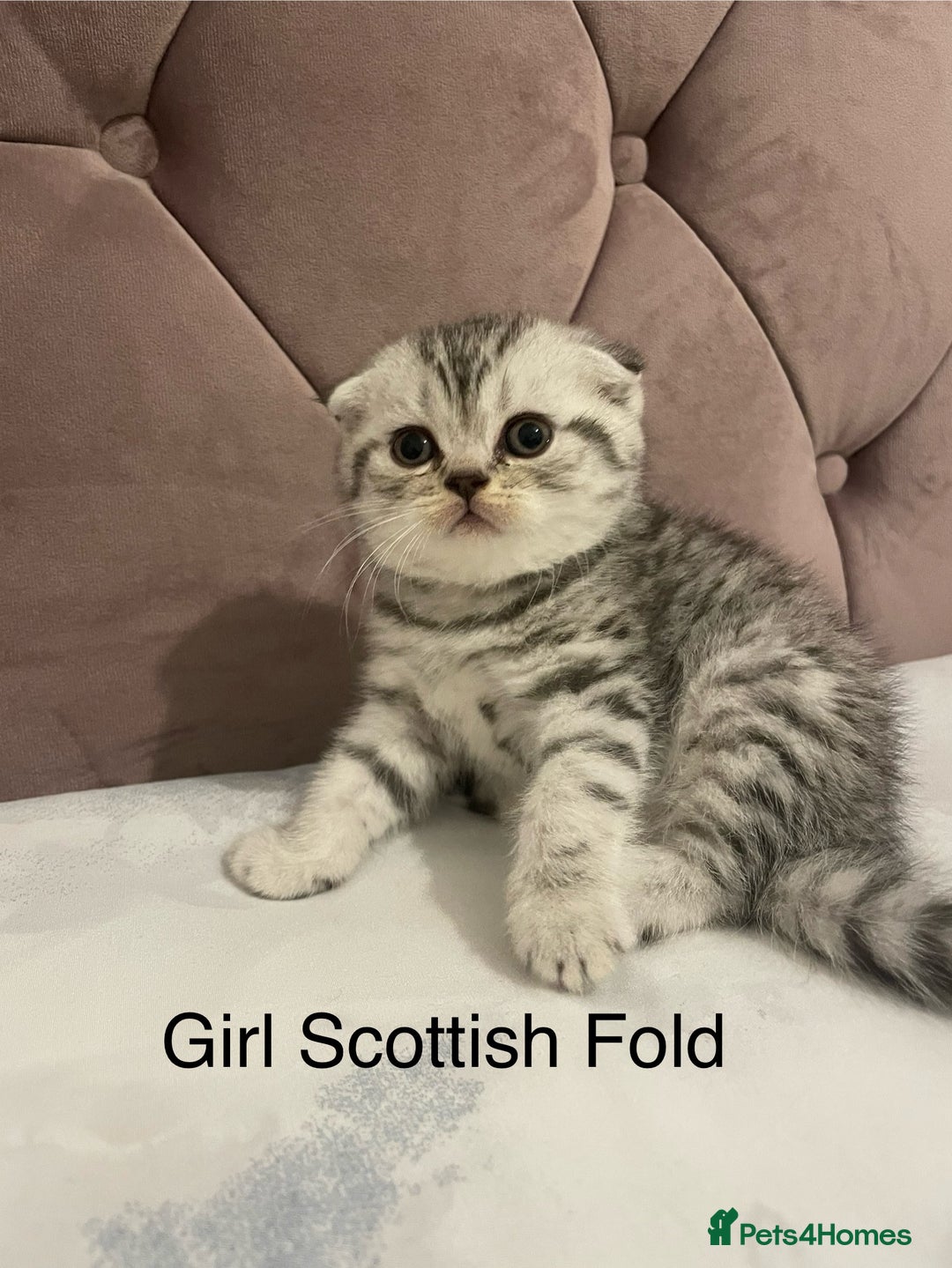 Scottish Fold cats for sale: Selling Adorable Scottish Fold & Straight Kittens - Image 1