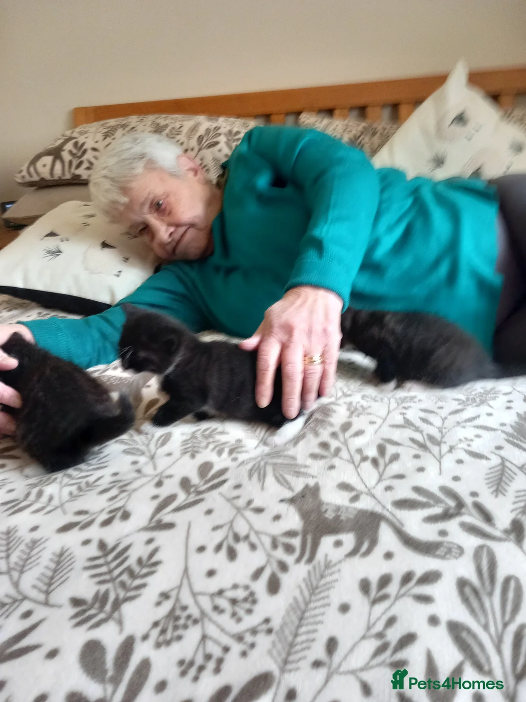 Mixed Breed cats for sale: Kittens .......................................... - Advert 2