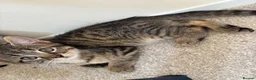 Mixed Breed cats for sale: 4 gorgeous striped black / grey tabby kittens - Advert 5