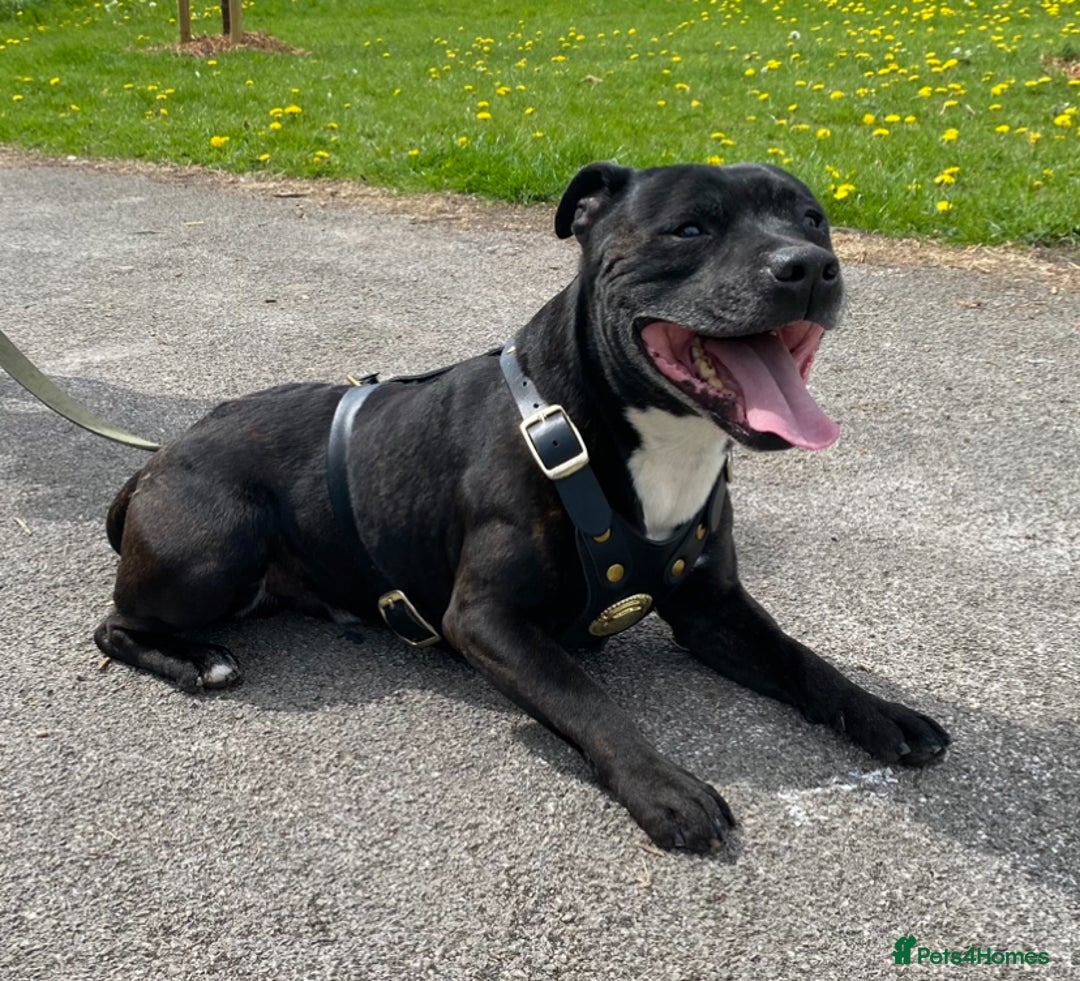 Staffordshire Bull Terrier dogs for stud: Quality STUD carries blue, red and tri gene  - Advert 1