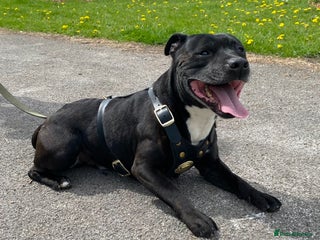 Staffordshire Bull Terrier dogs Quality STUD carries blue, red and tri gene - Advert 1