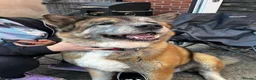 Mixed Breed dogs for sale: Deisel in Lincoln - Advert 4