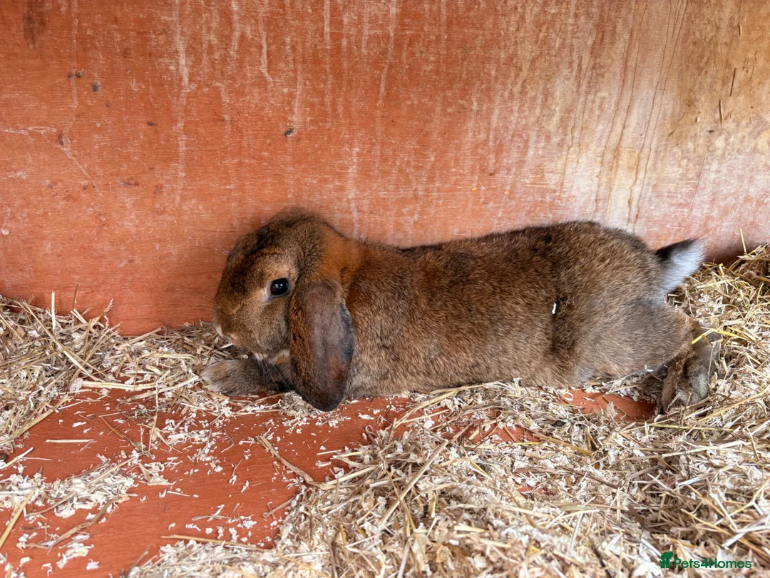 French Lop rabbits for sale: Harry  - Advert 2