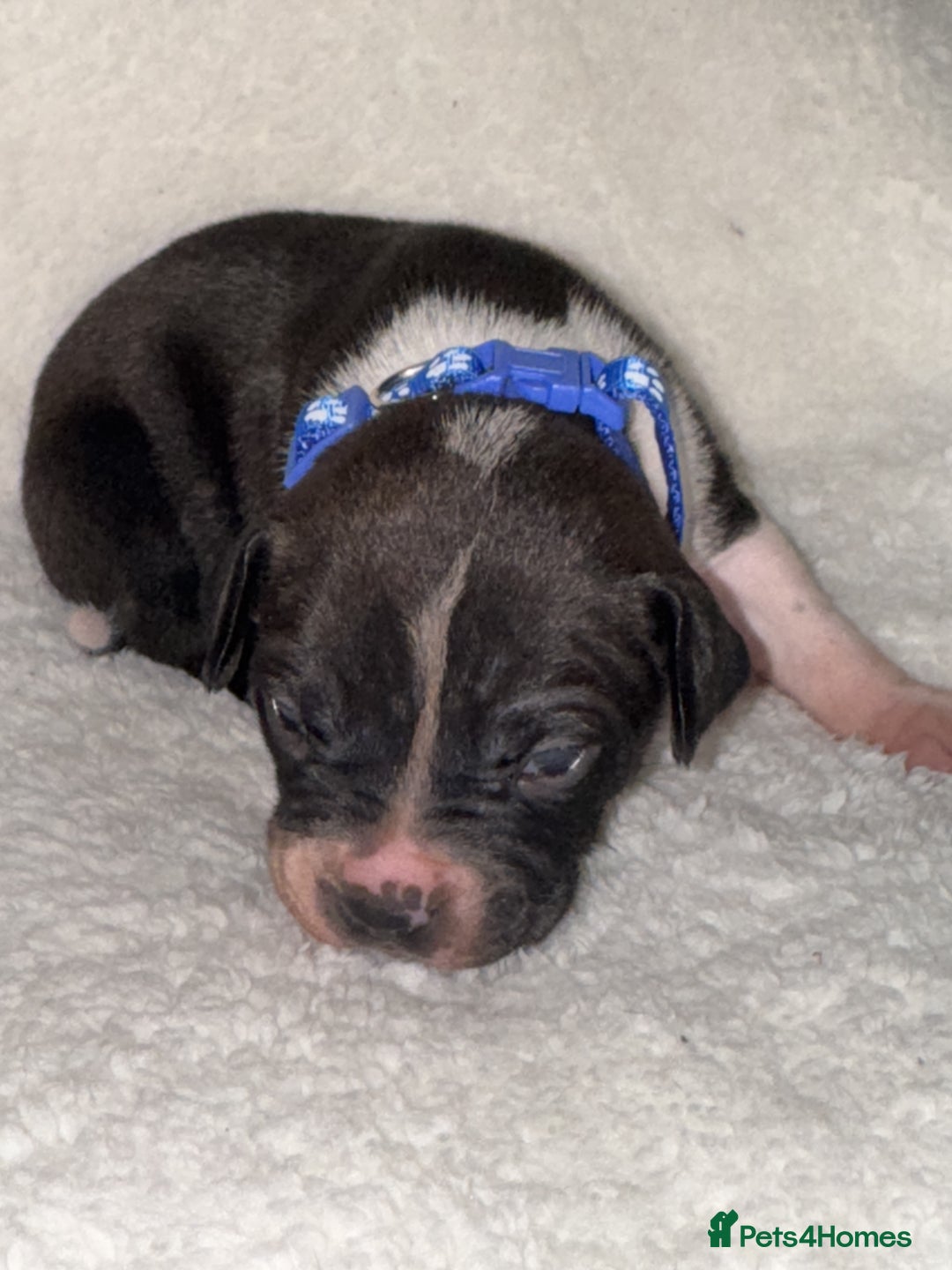 Mixed Breed dogs for sale: Fraffy puppies (staffy x french bulldog) - Advert 9