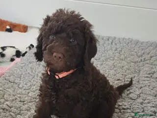 Labradoodle dogs Lovable F3B Parti Labradoodle Puppies - Advert 15