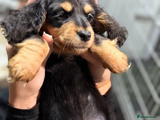 Miniature Dachshund dogs for sale: Longhair miniature Duchshund 🩵1boy 1girl left🩷 - Advert 1
