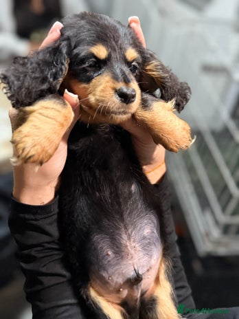 Miniature Dachshund dogs - Advert 2