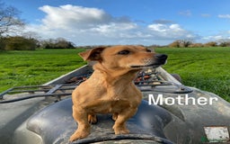 Mixed Breed dogs for sale: Jack russel x Lakeland puppy’s  - Image 3