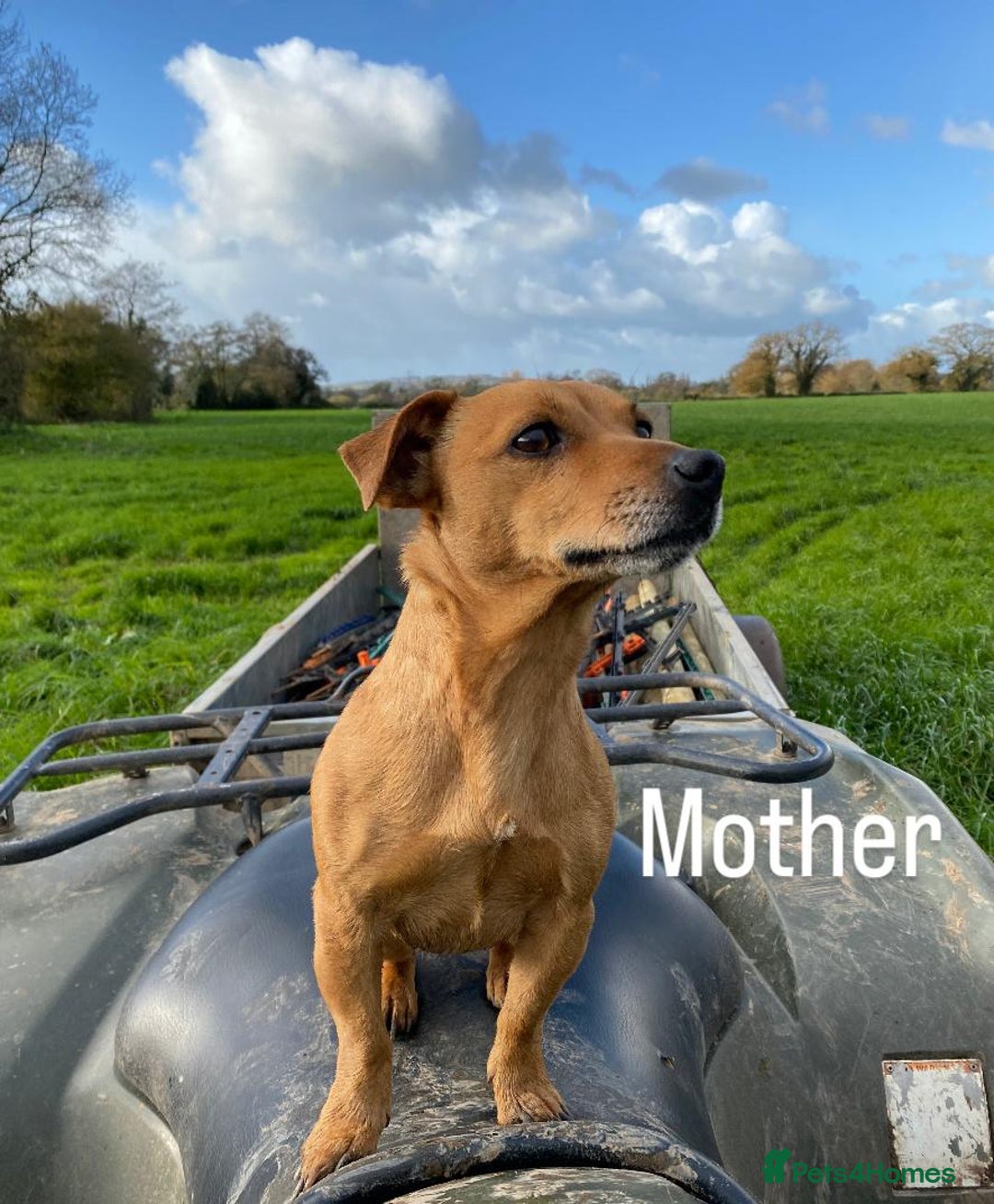 Mixed Breed dogs for sale: Jack russel x Lakeland puppy’s  - Image 3