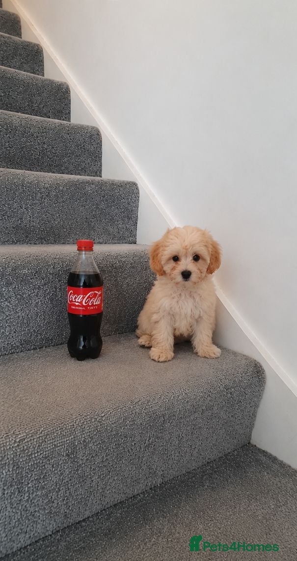 Maltipoo dogs 🐶Amazing Asian Maltipo puppies  - Advert 1
